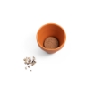 ANETHUM. Clay pot with dill